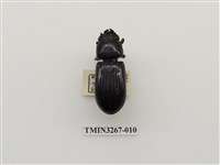 藏品(大黑豔蟲)的圖片